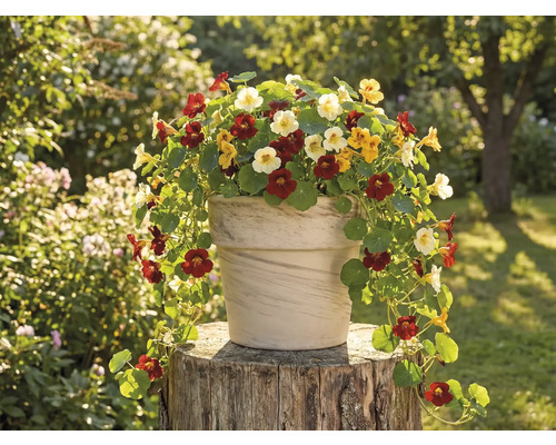 Blumentopf mit Kapuzinerkresse auf einem Baumstumpf im Garten