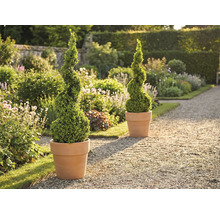 Gartenszene mit zwei spiralförmigen Buchsbäumen in Pflanzgefäßen