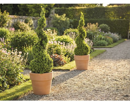 Gartenszene mit zwei spiralförmigen Buchsbäumen in Pflanzgefäßen