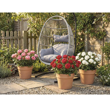 Gartenszene mit Hängekorbsessel und drei Rosenbüschen in Tontöpfen