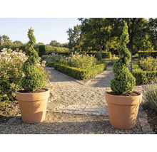 Zwei spiralförmige Buchsbäume in Pflanzgefäßen im Garten.