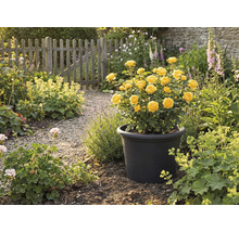 Gelbe Rosen in schwarzem Pflanztopf im Garten.