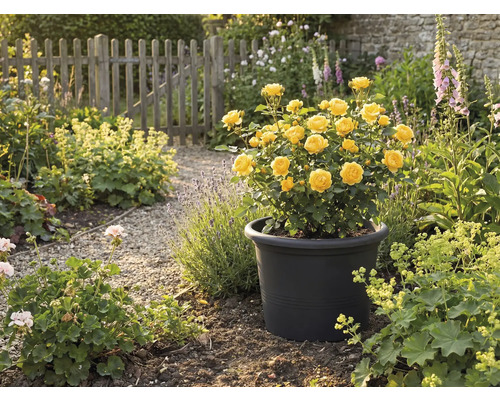 Gelbe Rosen in schwarzem Pflanztopf im Garten.