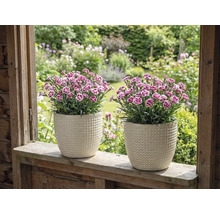 Zwei Nelken in strukturierten Übertöpfen auf einer Fensterbank