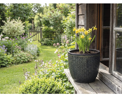 Gelbe Narzissen in strukturiertem Pflanzgefäß auf Holzbrett vor Gartenlandschaft