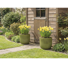 Zwei bepflanzte Töpfe mit gelben Narzissen vor einem Gartenhaus