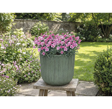 Blumentopf mit Nelken auf Holzhocker im Garten