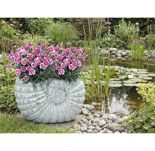 Gartenszene mit Teich und bepflanztem Pflanzgefäß in Schneckenform
