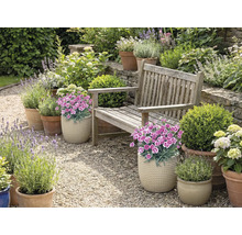 Garten mit Holzbank, Blumen und Pflanzen in Töpfen