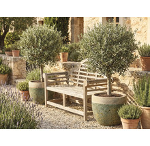 Gartenszene mit einer Holzbank und zwei Olivenbäumen in Töpfen