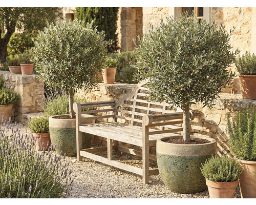 Gartenszene mit einer Holzbank und zwei Olivenbäumen in Töpfen