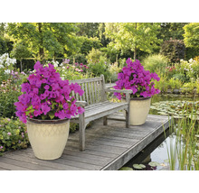Szene mit Gartenbank, Teich und zwei Pflanzkübeln mit Bougainvillea