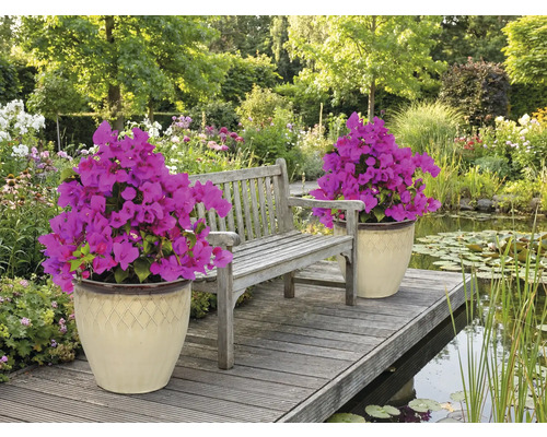 Szene mit Gartenbank, Teich und zwei Pflanzkübeln mit Bougainvillea