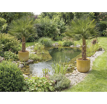 Gartenteich mit Uferbepflanzung und zwei Palmen in Pflanzkübeln