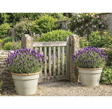 Garten mit Holztor und Lavendel in Pflanzgefäßen