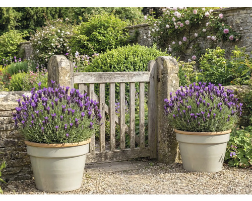 Garten mit Holztor und Lavendel in Pflanzgefäßen