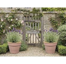 Garten mit Steintor, Rosen, Lavendel in Töpfen und Kiesweg