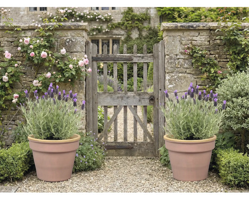 Garten mit Steintor, Rosen, Lavendel in Töpfen und Kiesweg