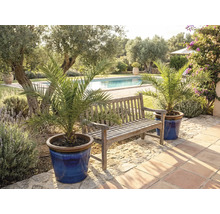 Gartenszene mit Holzbank und Dattelpalmen in Töpfen am Schwimmbad