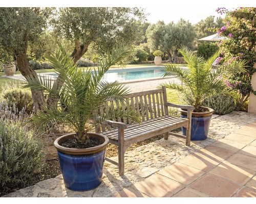 Gartenszene mit Holzbank und Dattelpalmen in Töpfen am Schwimmbad