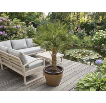 Gartenszene mit Möbeln und einer Palme im Topf auf einer Holzterrasse neben einem Teich