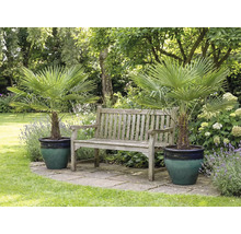 Gartenszene mit zwei Hanfpalmen in Pflanzgefäßen und einer Holzbank