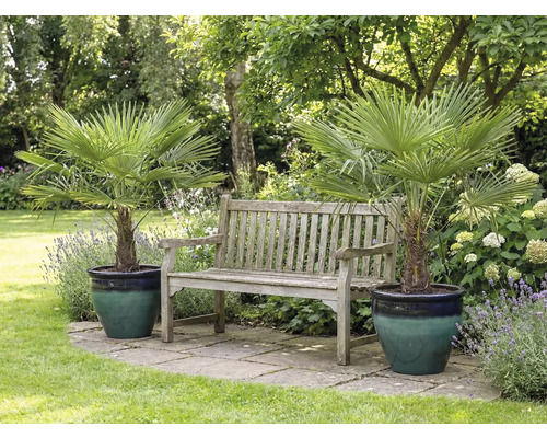 Gartenszene mit zwei Hanfpalmen in Pflanzgefäßen und einer Holzbank
