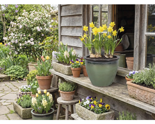 Blumen in Töpfen und Blumenkästen vor einem Holzhaus