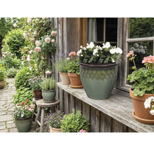 Dekorativer Garten mit Blumen und Pflanzen in Blumentöpfen vor einem Haus.