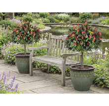 Szene mit Gartenbank zwischen zwei Rosenbäumchen in Töpfen in einem Garten