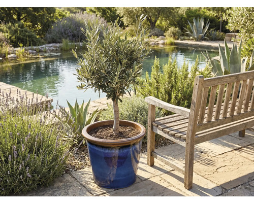 Olivenbaum im Topf neben einer Holzbank in einem Garten mit Teich