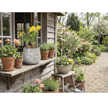 Dekorativer Garten mit Topfpflanzen und Blumen auf einer Holzveranda