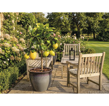 Zitronenbaum im Topf im Garten mit Gartenmöbeln