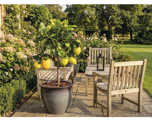 Zitronenbaum im Topf im Garten mit Gartenmöbeln