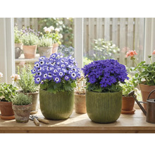 Zimmer mit blühenden Topfpflanzen auf einem Fensterbrett