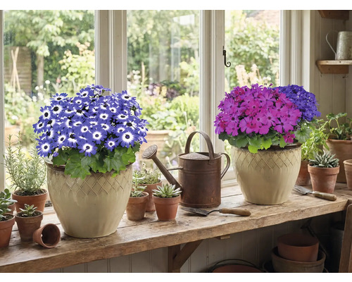 Zwei Topfpflanzen mit Blüten auf einer Fensterbank, dazu eine Gießkanne und kleine Töpfe.