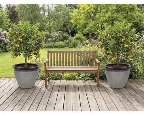 Garten mit Holzbank und zwei Mandarinenbäumen in Pflanzgefäßen auf einer Holzterrasse.
