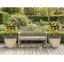 Gartenszene mit Holzsitzbank und zwei Mandarinenbäumchen in Pflanzgefäßen