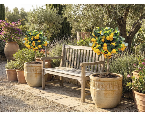 Gartenszene mit Zitronenbäumchen in Töpfen und einer Holzbank