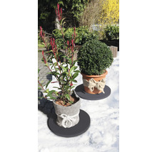 Im Garten stehen ein Kirschlorbeer und ein Buchsbaum im Topf.