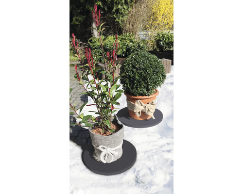 Im Garten stehen ein Kirschlorbeer und ein Buchsbaum im Topf.