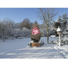 Winterlandschaft mit Pflanze im Topf und Winterschutzhülle mit Rosenmotiv