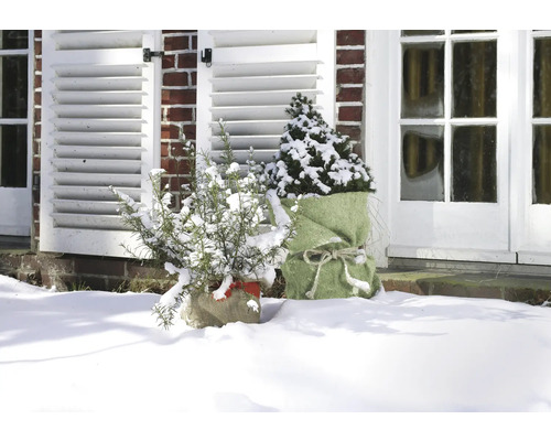 Winterliche Gartenszene mit verschneiten Pflanzen in Jutesäcken vor einem Haus
