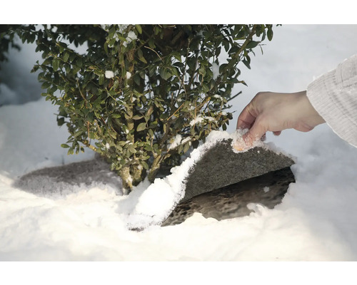 Szene im Wintergarten mit Buchsbaum und Hand, die Schnee wegräumt