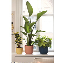 Drei Zimmerpflanzen in Blumentöpfen auf einem Fensterbrett