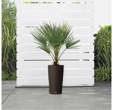 Hanfpalme in einem Pflanzgefäß auf einer Terrasse