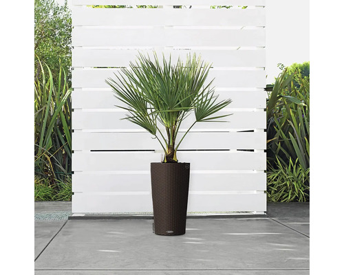 Hanfpalme in einem Pflanzgefäß auf einer Terrasse
