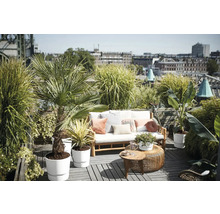 Bepflanzte Dachterrasse mit Holzsofa, Kissen, verschiedenen Kübelpflanzen wie Palme und Bananenpflanze sowie Stadtblick.