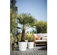 Helle Dachterrasse mit Palme und Zierpflanze in weißen Pflanztöpfen sowie einem hölzernen Loungesofa mit Kissen auf grauen Bodendielen.