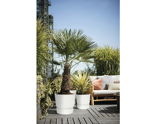 Helle Dachterrasse mit Palme und Zierpflanze in weißen Pflanztöpfen sowie einem hölzernen Loungesofa mit Kissen auf grauen Bodendielen.